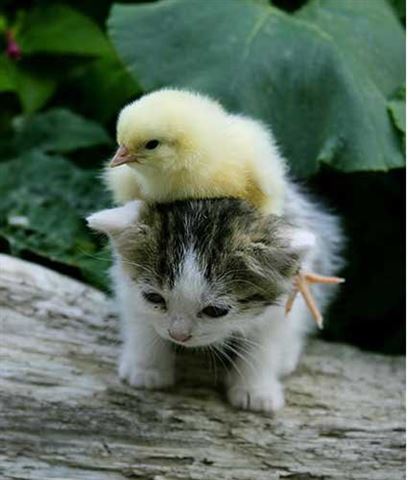 The Kitten and the Baby Chick